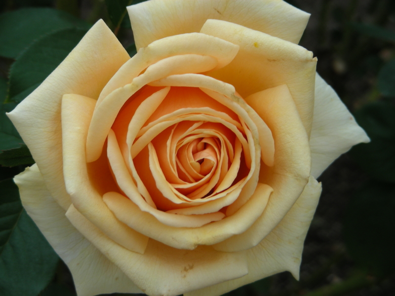 f:id:rotling:20111017114029j:image