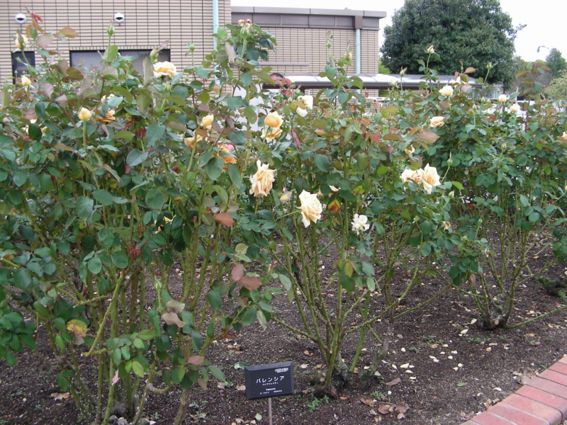 f:id:rotling:20111017114043j:image