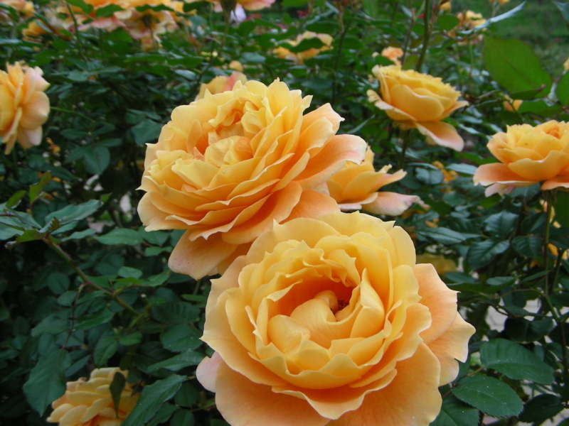 f:id:rotling:20111017114903j:image