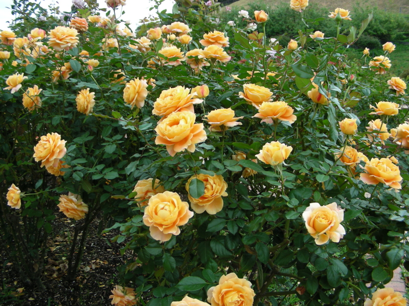 f:id:rotling:20111017114907j:image