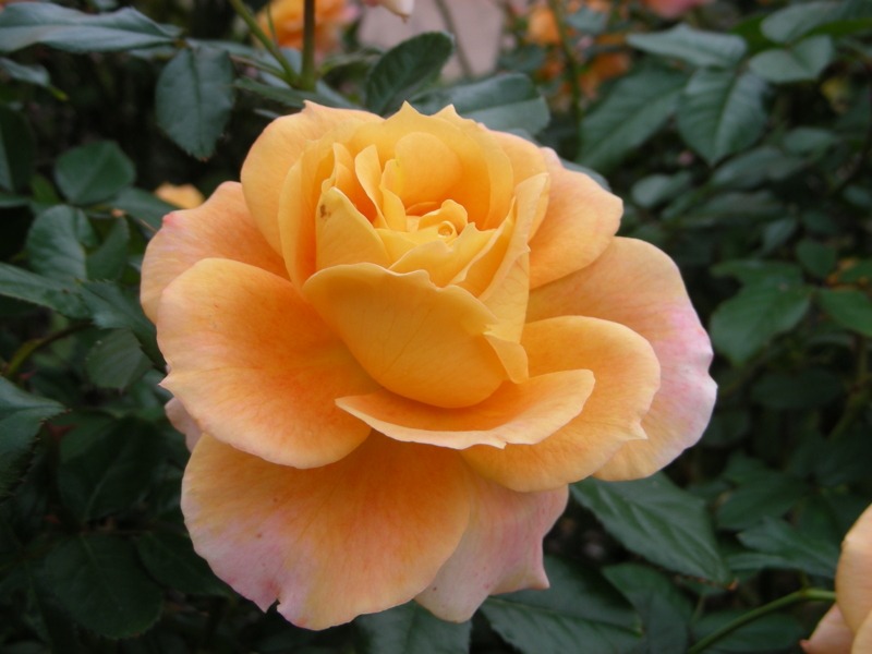 f:id:rotling:20111017114931j:image