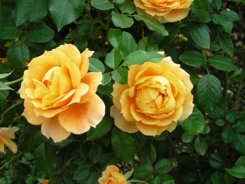 f:id:rotling:20111017114937j:image