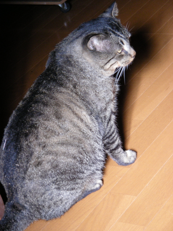 f:id:rotling:20111019145542j:image