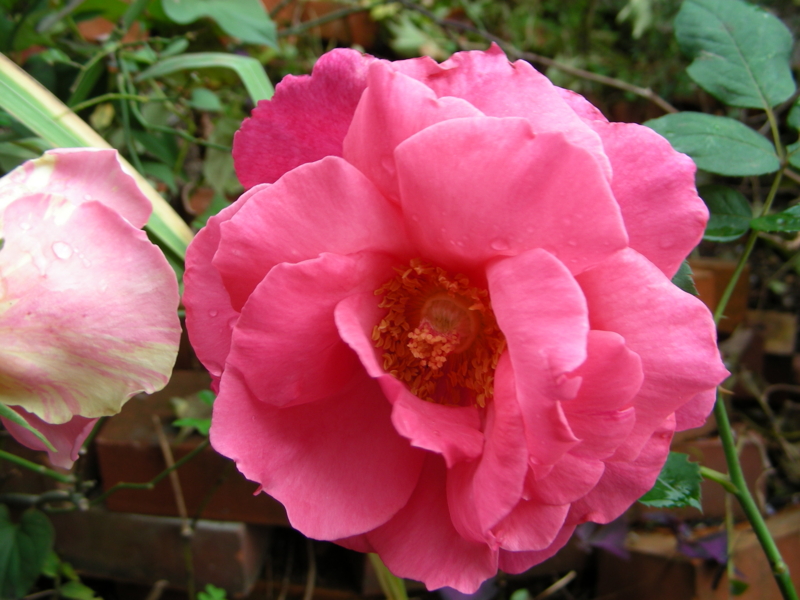 f:id:rotling:20111022133923j:image