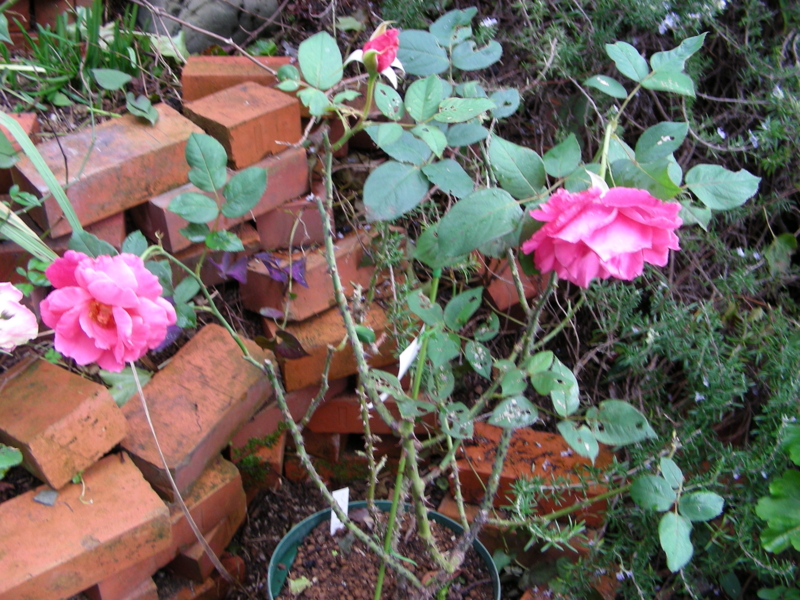 f:id:rotling:20111022133931j:image
