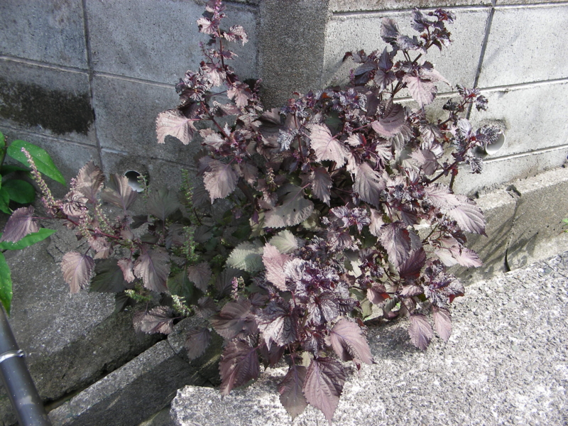 f:id:rotling:20111024122014j:image