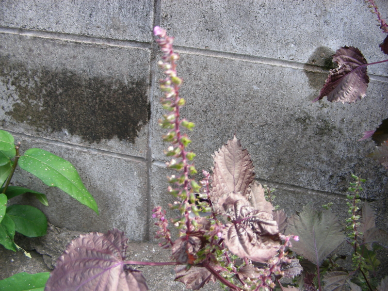 f:id:rotling:20111024122018j:image