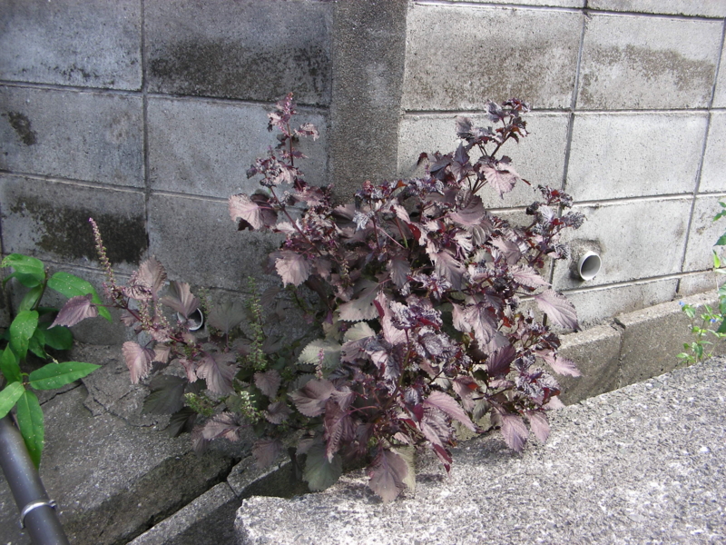 f:id:rotling:20111024122026j:image