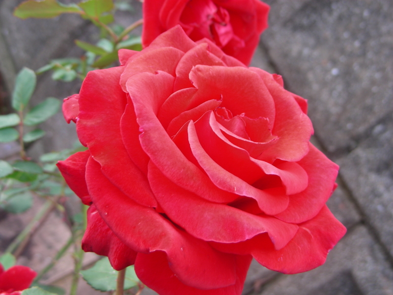 f:id:rotling:20111103111148j:image