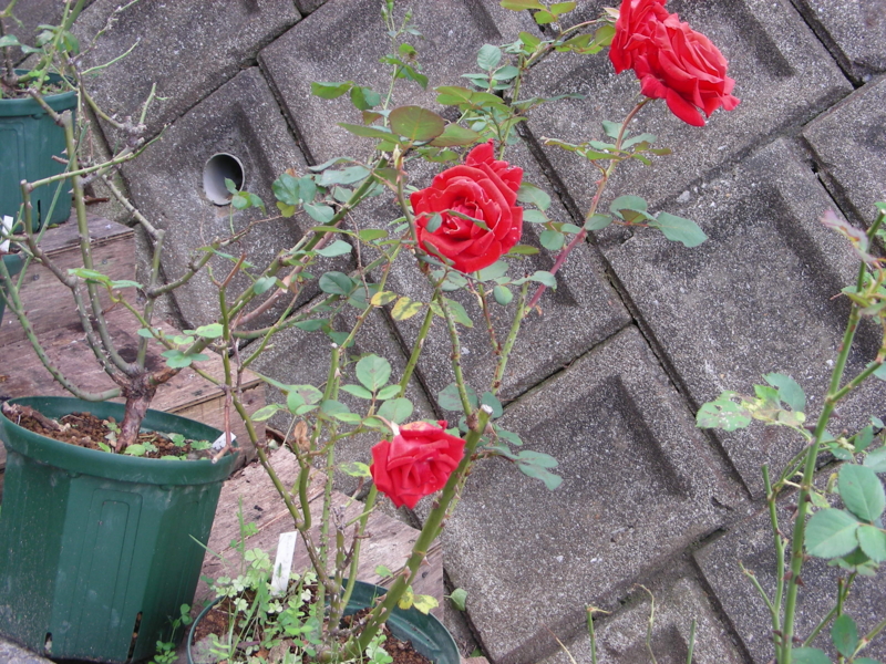 f:id:rotling:20111103111153j:image