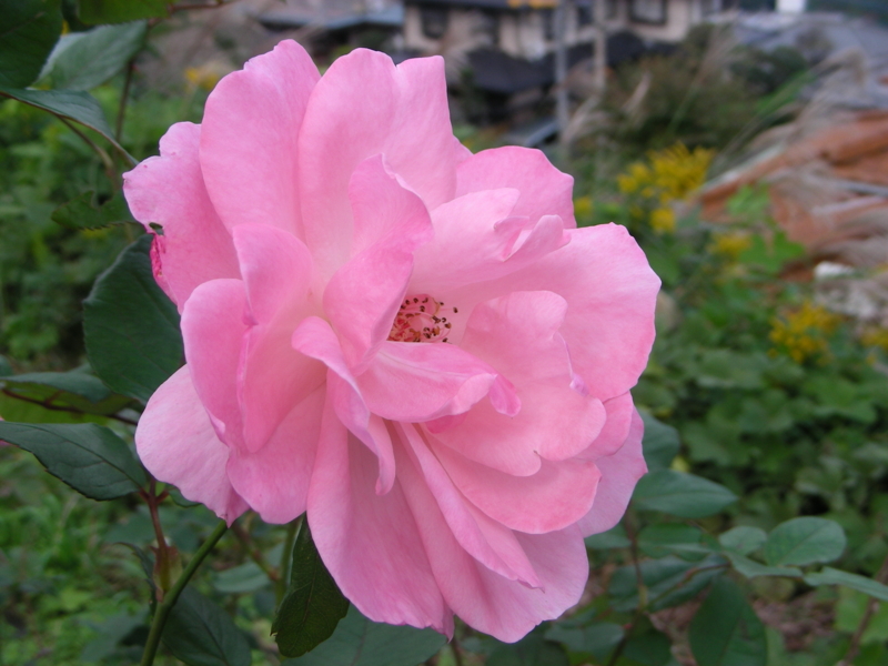 f:id:rotling:20111103111205j:image