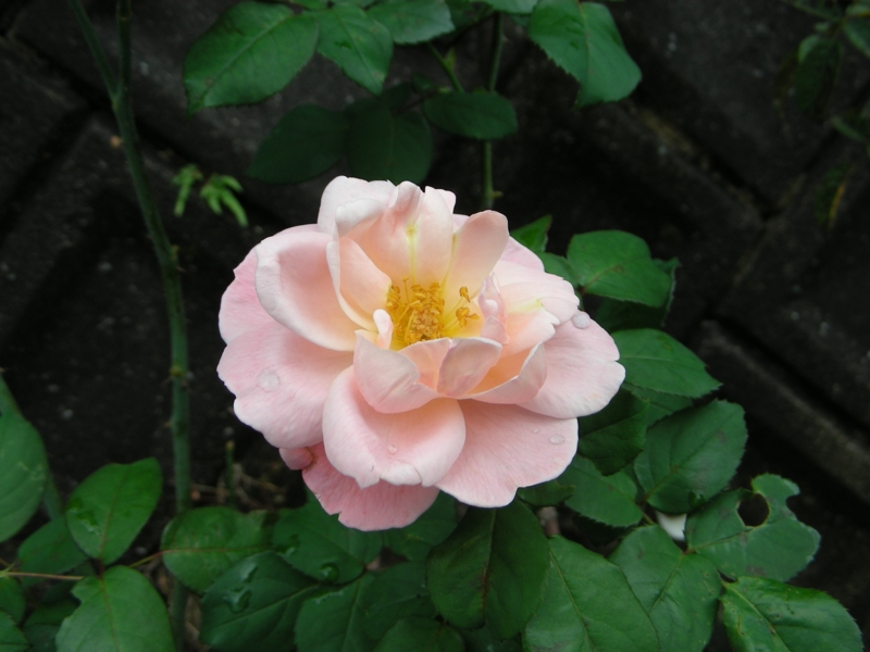 f:id:rotling:20111107123320j:image