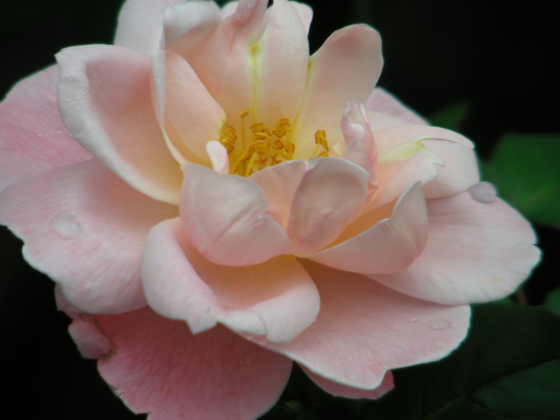 f:id:rotling:20111107123333j:image
