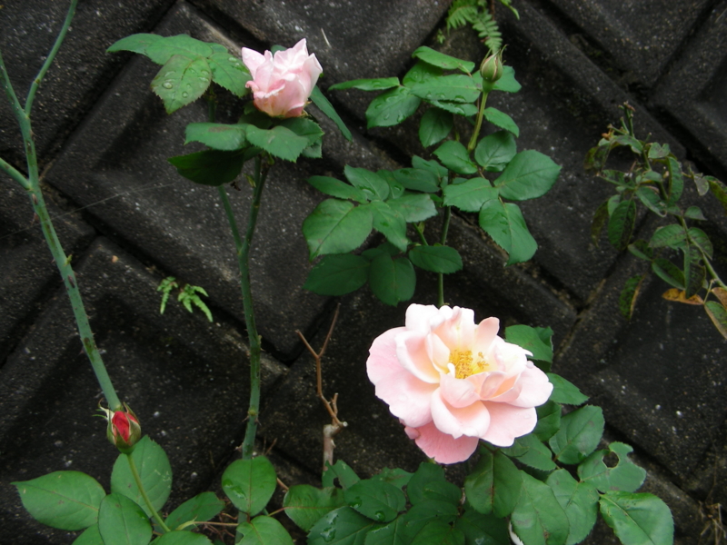 f:id:rotling:20111107123339j:image