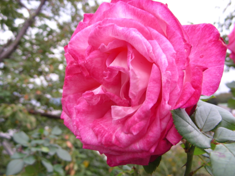 f:id:rotling:20111108131219j:image