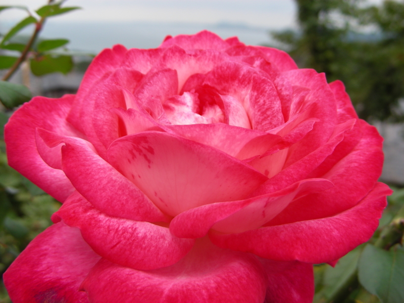 f:id:rotling:20111108131228j:image
