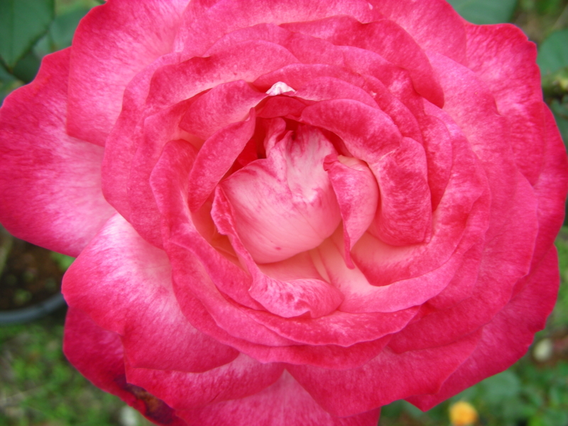 f:id:rotling:20111108131232j:image