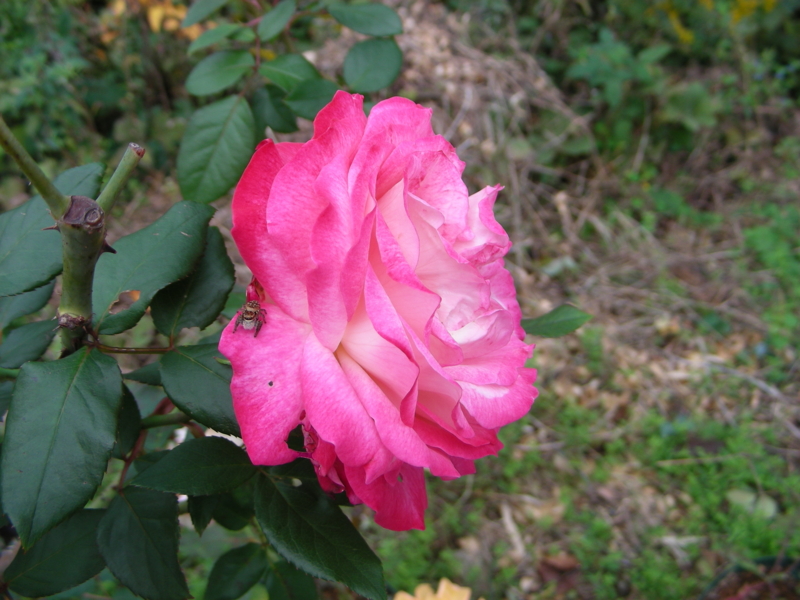 f:id:rotling:20111108131236j:image