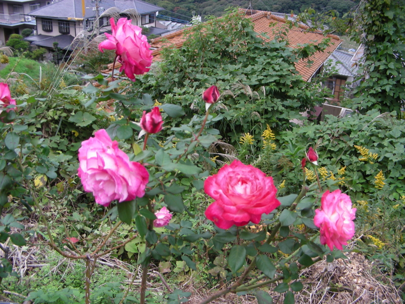 f:id:rotling:20111108131241j:image