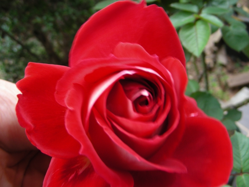 f:id:rotling:20111110140101j:image