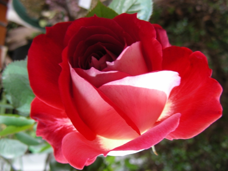 f:id:rotling:20111110140132j:image