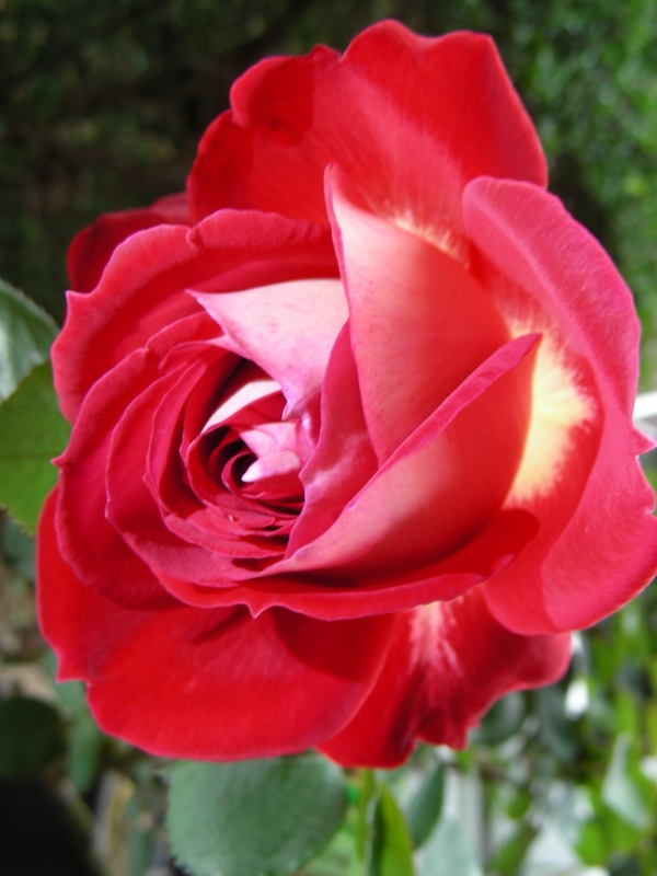 f:id:rotling:20111110140138j:image