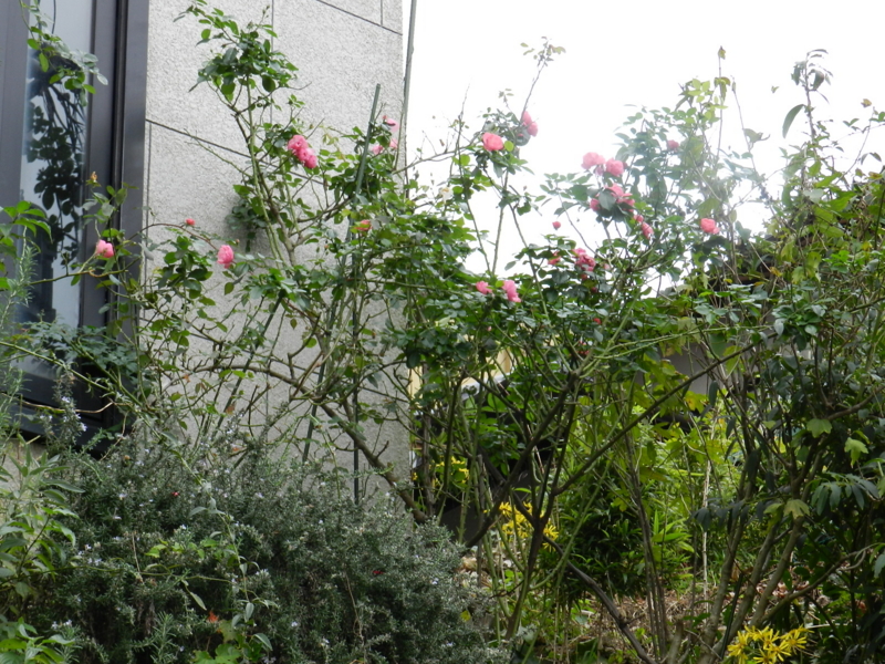 f:id:rotling:20111113101822j:image