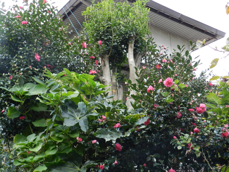f:id:rotling:20111124112517j:image