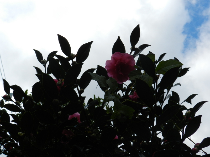 f:id:rotling:20111124112524j:image