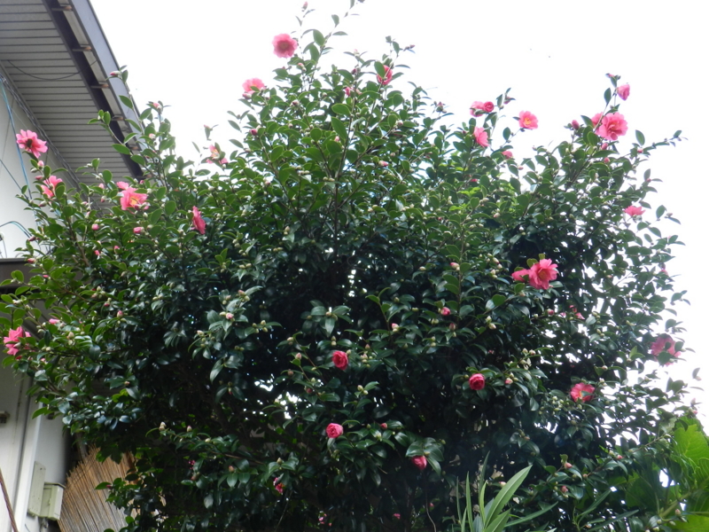 f:id:rotling:20111124112531j:image