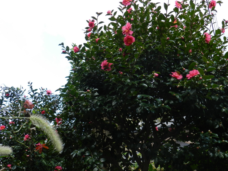 f:id:rotling:20111124112538j:image