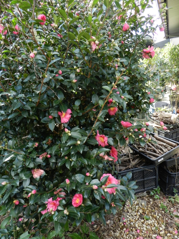 f:id:rotling:20111124122544j:image