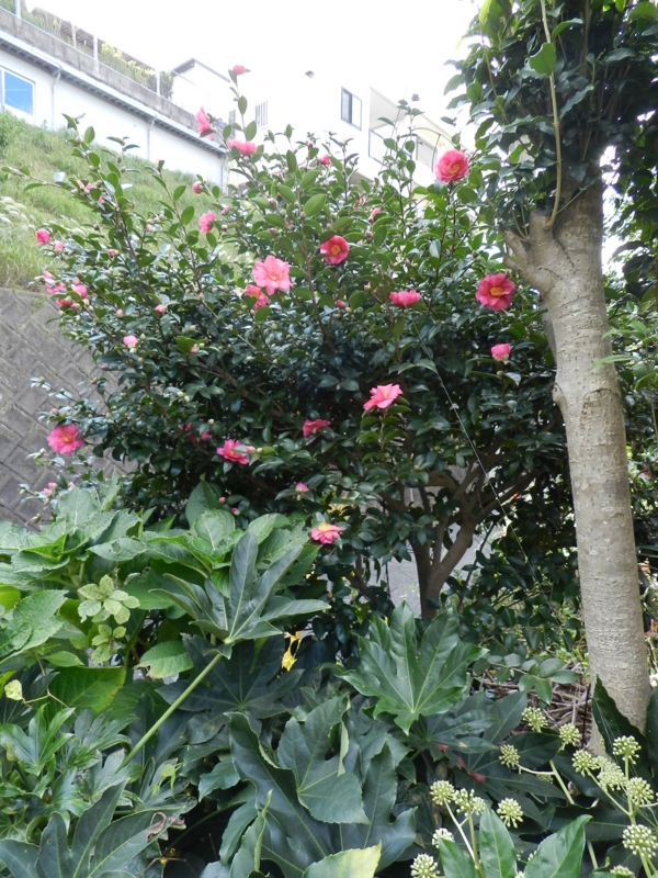 f:id:rotling:20111124122555j:image