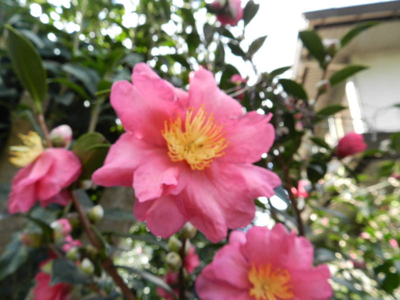 f:id:rotling:20111124122602j:image
