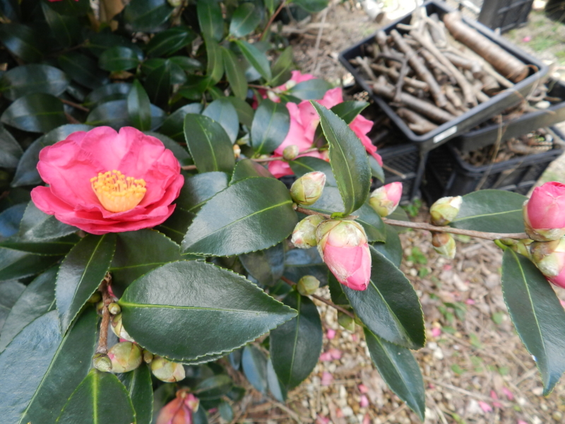 f:id:rotling:20111124122620j:image