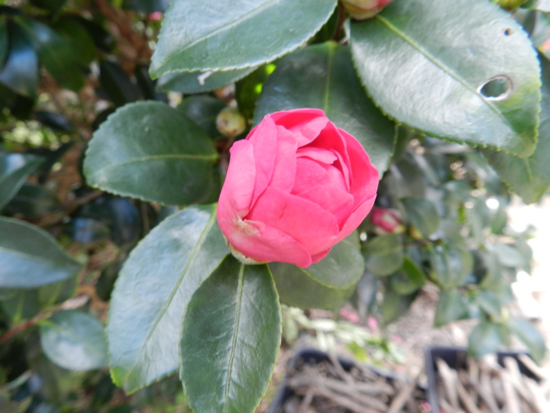 f:id:rotling:20111124122623j:image