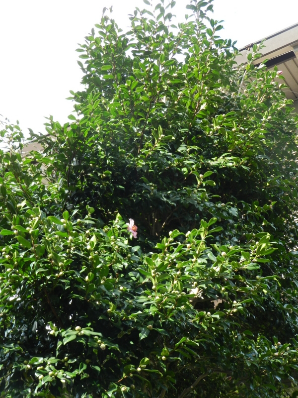 f:id:rotling:20111124122735j:image