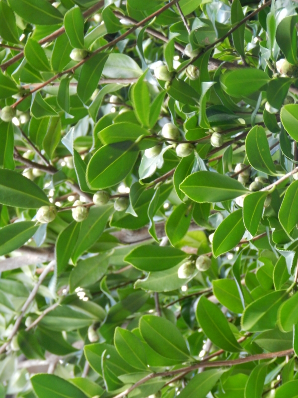 f:id:rotling:20111124122744j:image