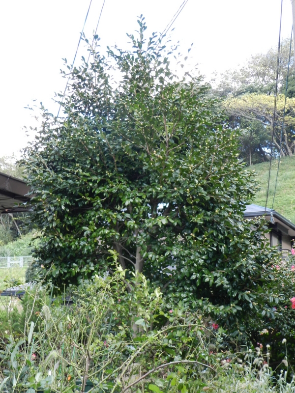 f:id:rotling:20111124122755j:image