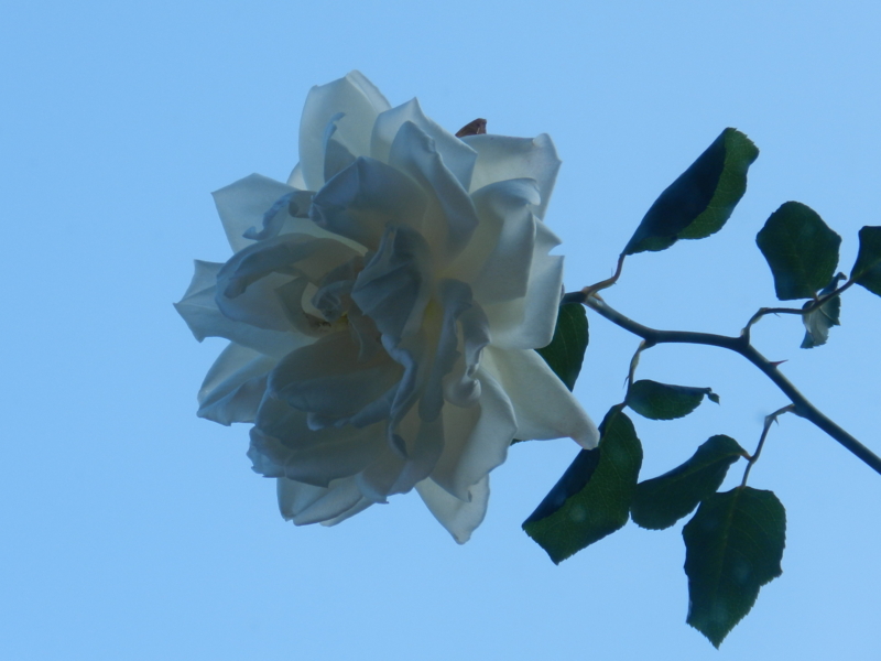 f:id:rotling:20111129111316j:image
