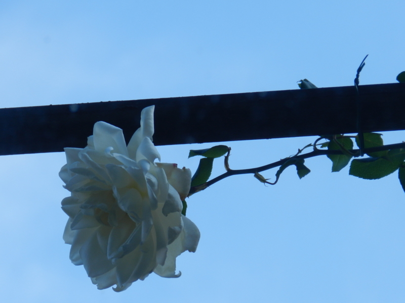 f:id:rotling:20111129111320j:image