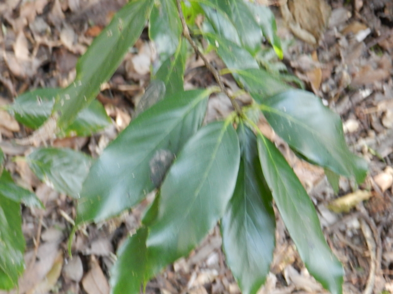f:id:rotling:20111231132204j:image