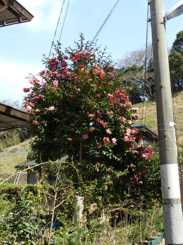 f:id:rotling:20120229122024j:image