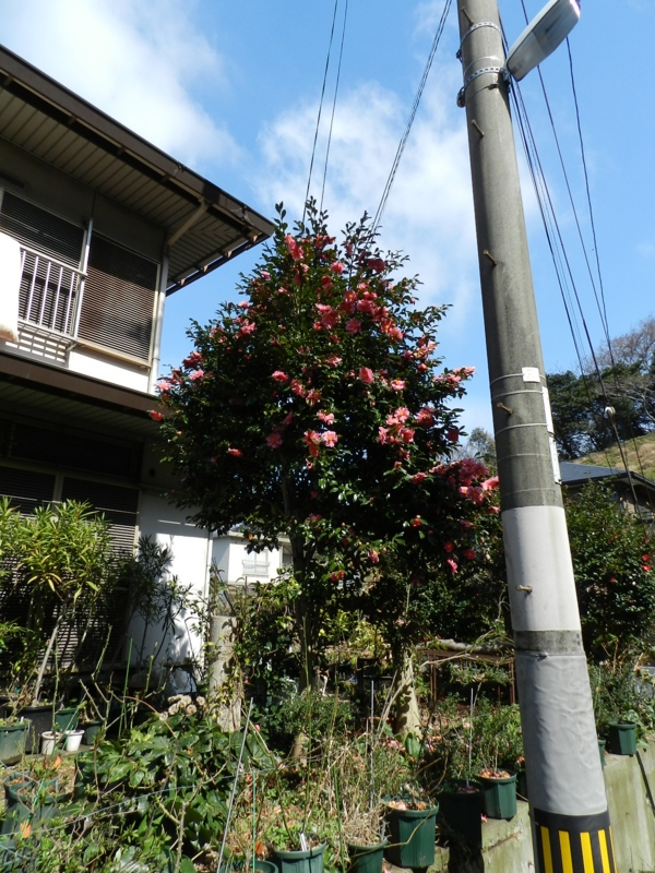 f:id:rotling:20120229122032j:image