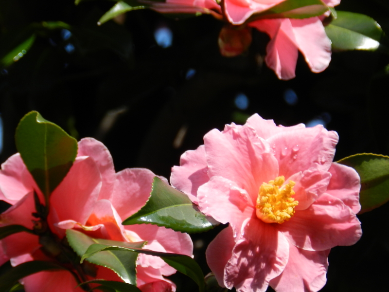 f:id:rotling:20120229122050j:image