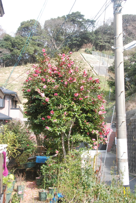 f:id:rotling:20120310150021j:image