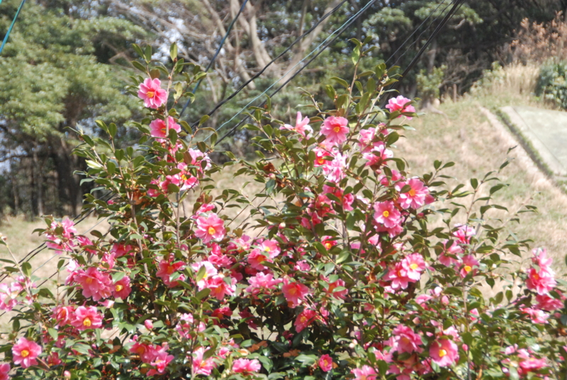 f:id:rotling:20120310150025j:image