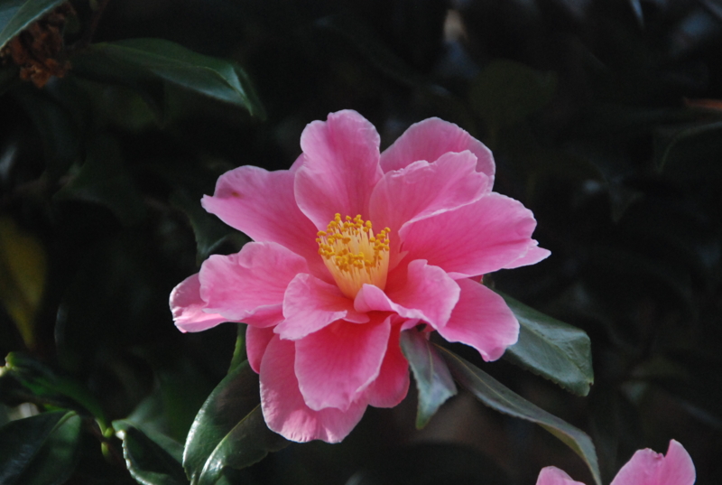 f:id:rotling:20120310150133j:image