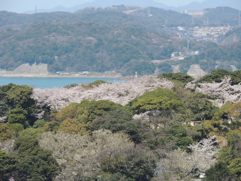 桜、関門海峡　金ノ弦灯台　手向山