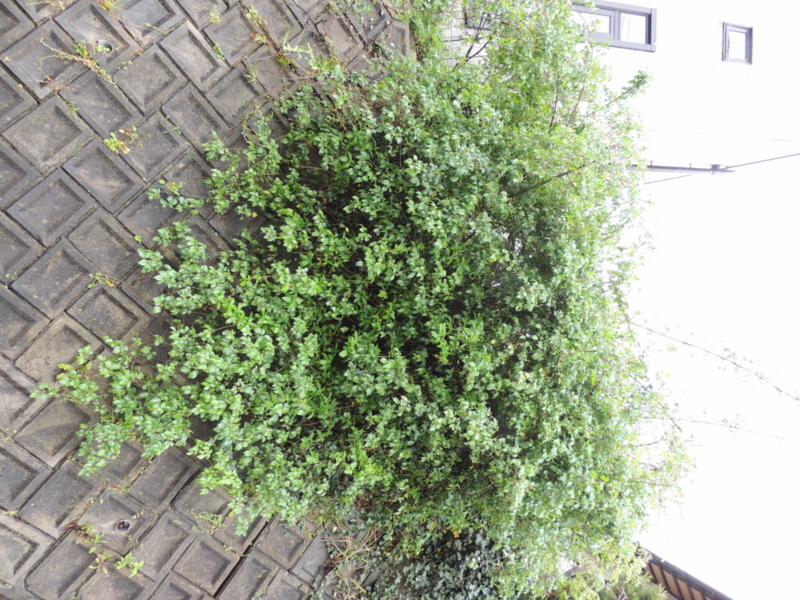 f:id:rotling:20120422124238j:image